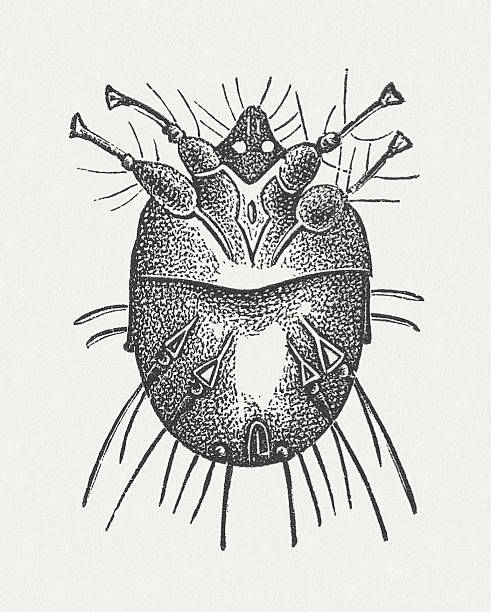 wskaźnik mite (sarcoptes scabiei), opublikowana w 1881 - ectoparasite stock illustrations