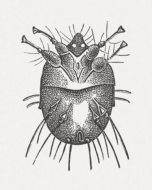 Itch mite (Sarcoptes scabiei), wood engraving, published in 1881 Itch mite (Sarcoptes scabiei). Woodcut engraving, published in 1881. sarcoptes scabiei stock illustrations