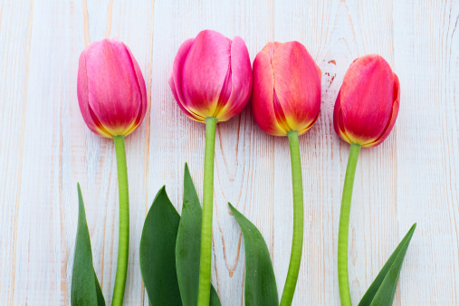 Group of pink tulips on wooden background. Panorama. Spring landscape, horizontal