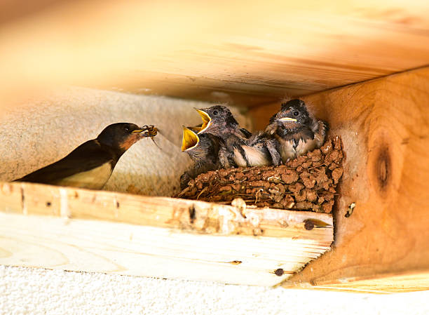 Swallow - Bird Swallow - Bird barn swallow stock pictures, royalty-free photos & images