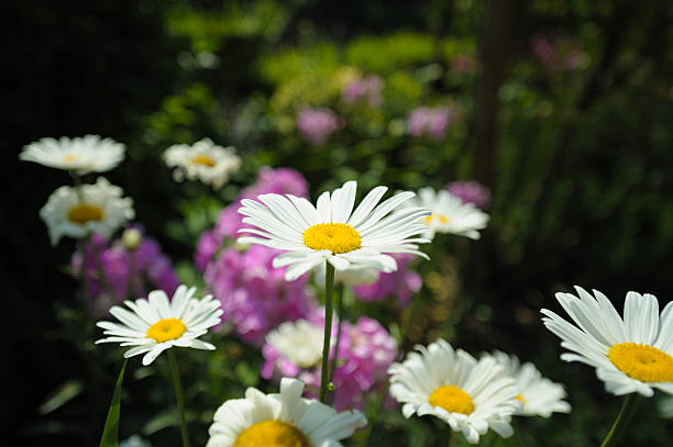 istock White daisies on dark green magenta background 496876956