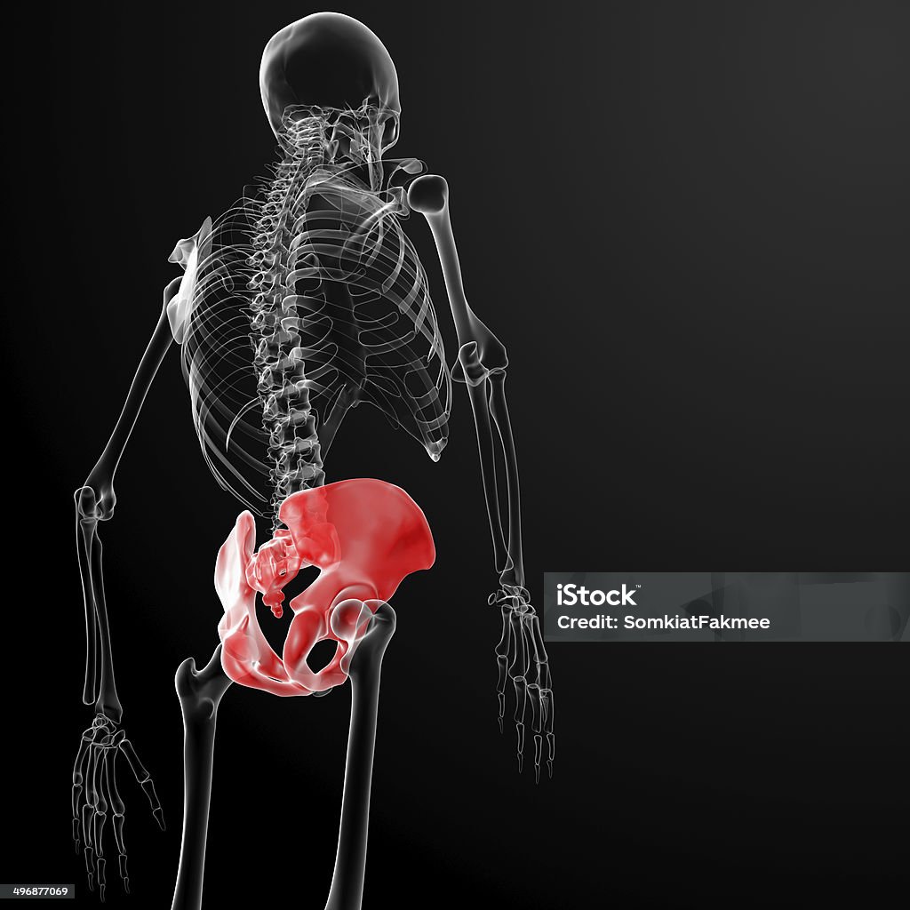 3d render pelvis under the X-rays Adult Stock Photo