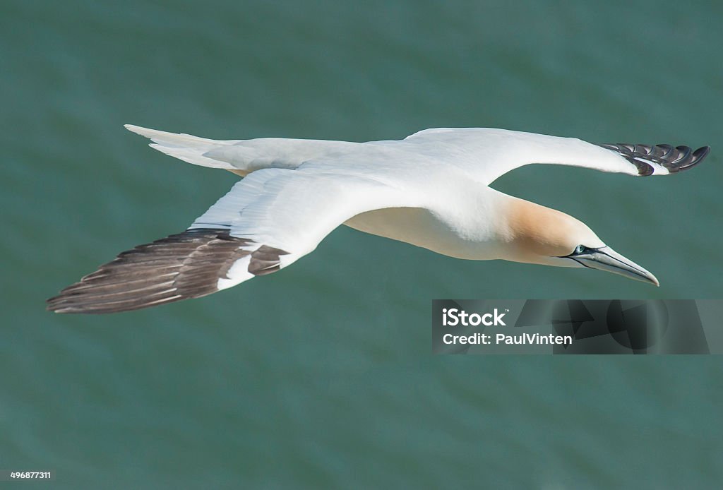 Gannet seabird in flight Wild Northern Gannet morus bassanus seabird in flight off english coastline Aircraft Wing Stock Photo