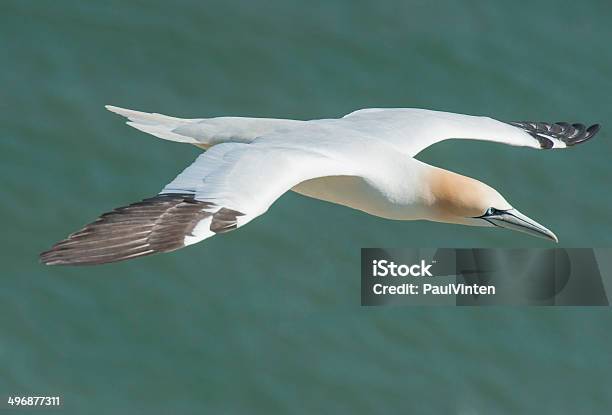 Gannet Seabird In Flight Stock Photo - Download Image Now - Aircraft Wing, Animal, Animal Body Part
