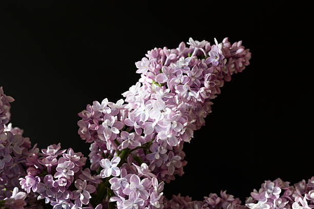 istock branch of lilac 496877489
