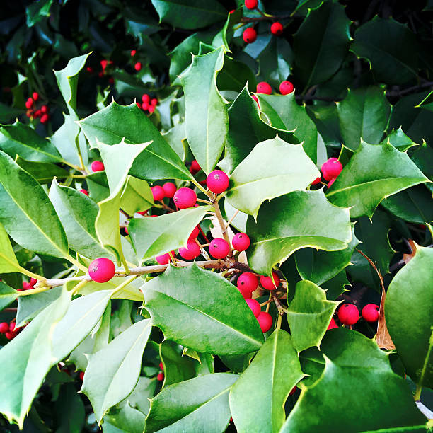 istock Holly Berries and Leaves 496877934