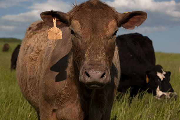 istock Portrait of a brown cow in a springtime meadow 496878027