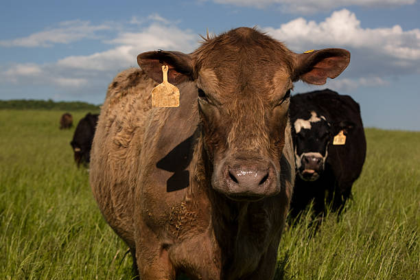 istock Portrait of a brown cow in a springtime meadow 496878029