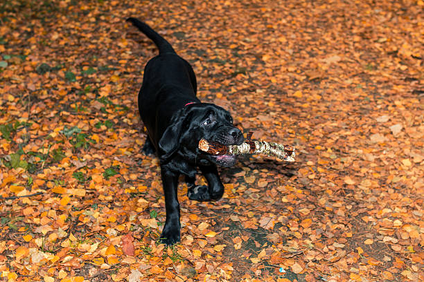 черный лабрадор ретривер щенок держит stick - dog human face retrieving labrador retriever стоковые фото и изображения