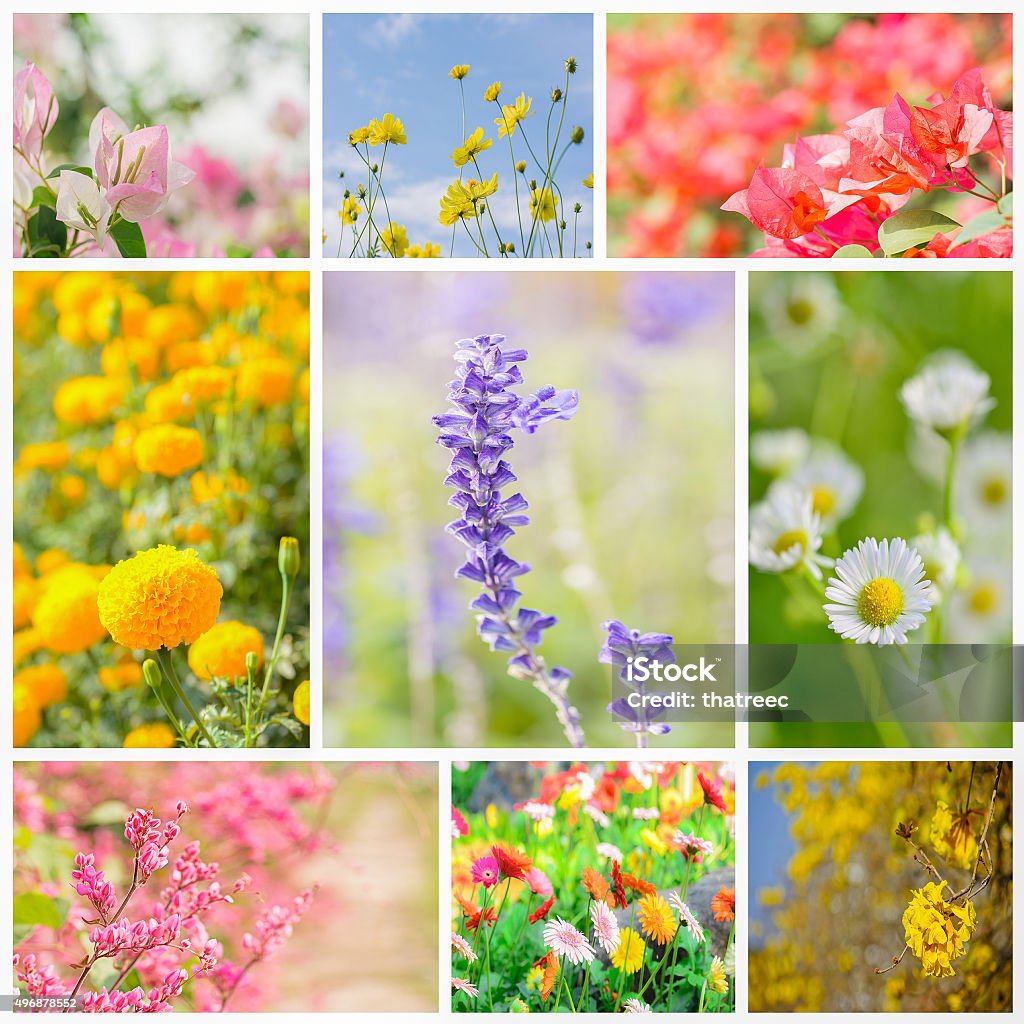 Beautiful and colorful flowers collage. Beautiful and colorful flowers collage ; Blue salvia,Bougainvillea,Coral vine,Cosmos,Gerbera and  Marigold. (made with photos of my property). 2015 Stock Photo