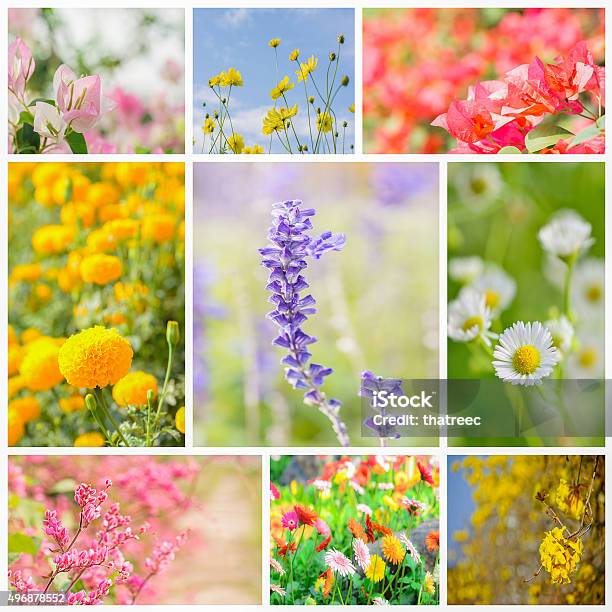 Beautiful And Colorful Flowers Collage Stock Photo - Download Image Now - 2015, Adult, Autumn