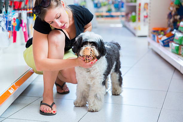 Cute Tibetan Terrier in pet store with muzzle Cute harmless Tibetan Terrier with his owner in pet store trying too big muzzle for him restraint muzzle photos stock pictures, royalty-free photos & images
