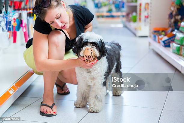 Cute Tibetan Terrier In Pet Store With Muzzle Stock Photo - Download Image Now - Dog, Restraint Muzzle, Snout