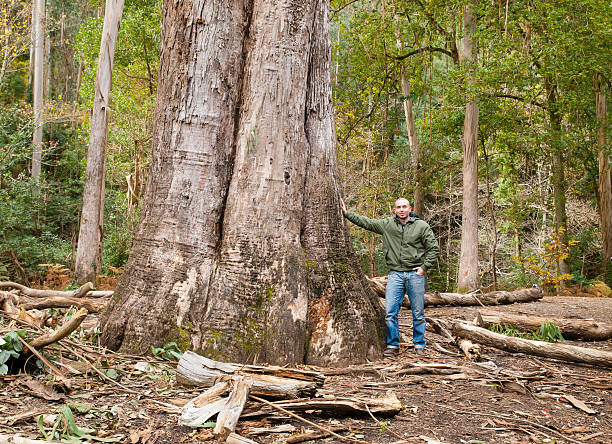 istock The largest eucalyptus in Galicia, Spain 496879247