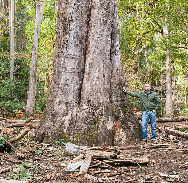 istock The largest eucalyptus in Galicia, Spain 496879259