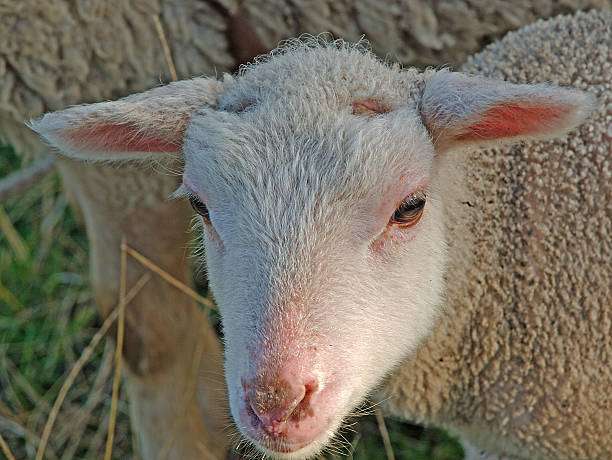 istock The face of a sheep 496879936
