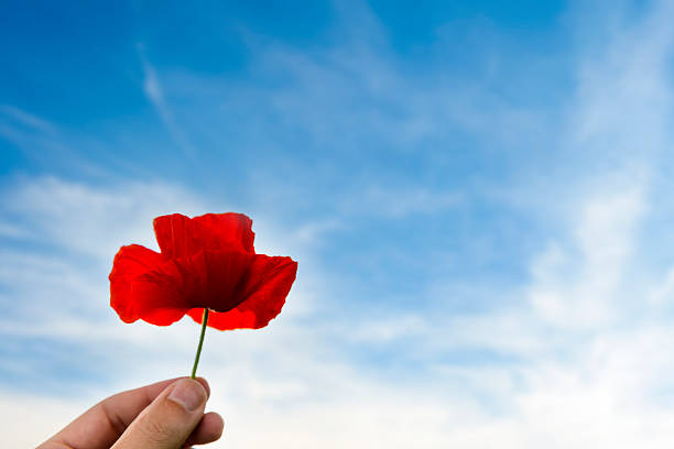 istock holding poppy flower 496880233