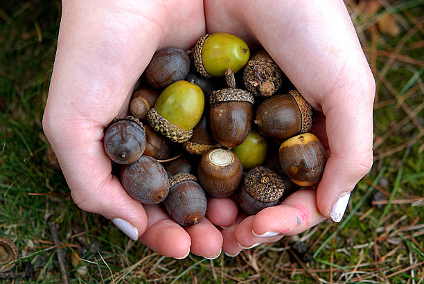 A young girl holding a hand full of acorns.