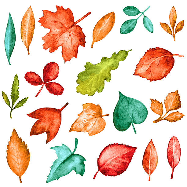 ilustrações de stock, clip art, desenhos animados e ícones de folhas coloridas de aguarela - fern forest ivy leaf