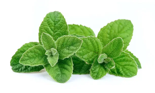 Photo of Mint leaves
