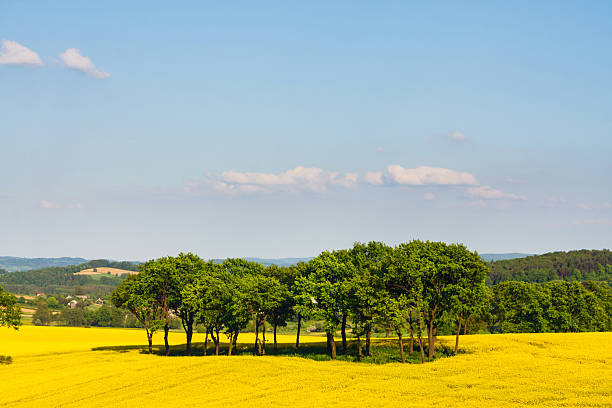 istock Landscape with yellow rapeseed field 496881311