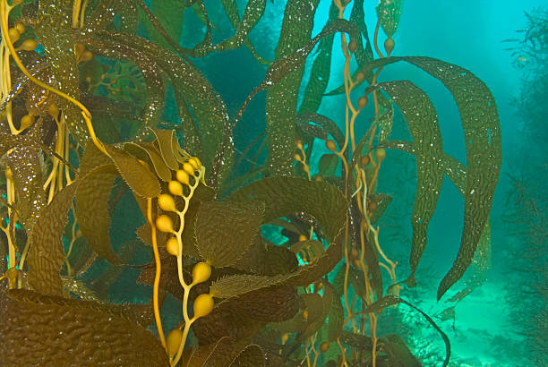istock Kelp at California kelp forest 496881468