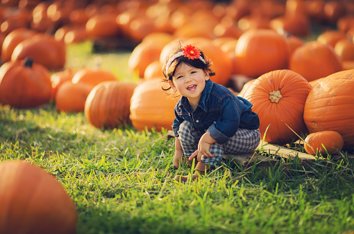 Little girl sitting around pumpkins - is Thanksgiving time.