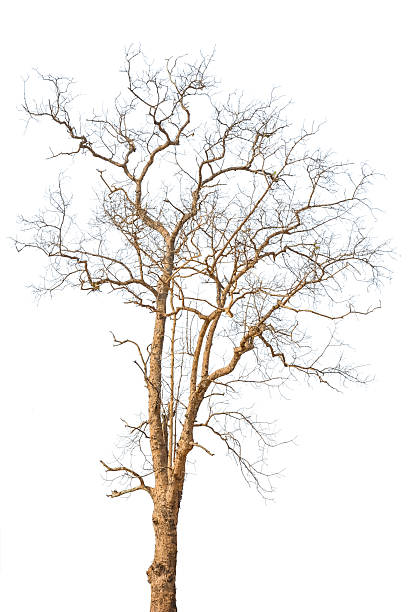 istock Old tree in autumn with no leaves 496881859
