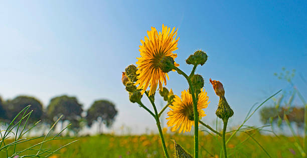 istock Wild flowers in sunlight in summer 496881986