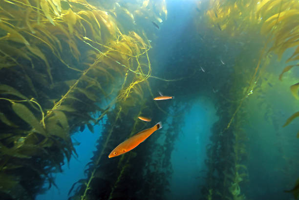 istock Seaweed kelp forest at California island 496882050