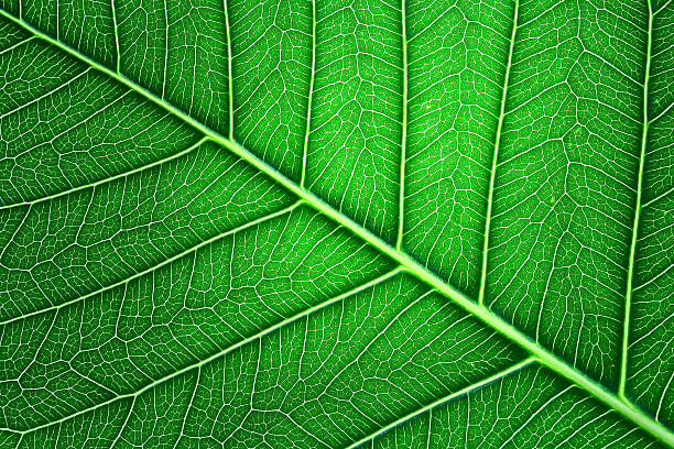 pho foglia - leaf autumn macro leaf vein foto e immagini stock