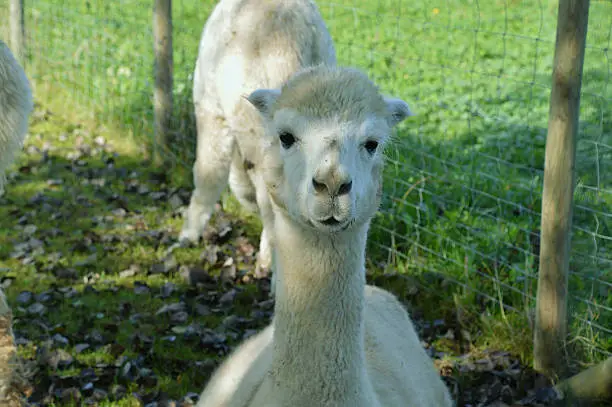 Photo of White Alpaca facing camera