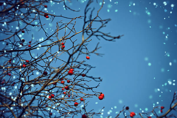 Christmas winter background with blue sky, hawthorn berries