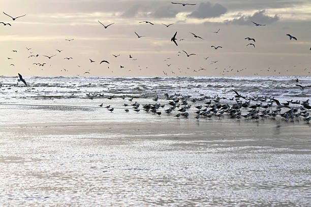 istock Sunset with seagulls in the surf 496882942