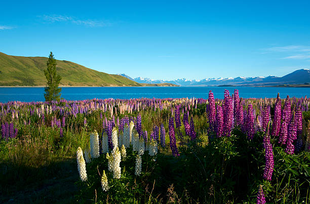 istock Lupins At Lake Tekapo 496883048