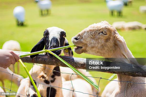 Foto de Fazenda De Ovelhas e mais fotos de stock de 2015 - 2015, Agricultura, Animal