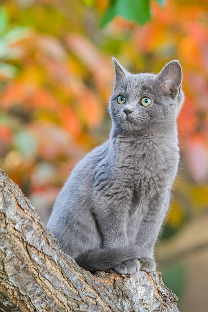 istock Elegant cat. Autumn background. 496883730