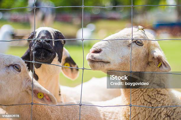 Foto de Fazenda De Ovelhas e mais fotos de stock de 2015 - 2015, Agricultura, Animal