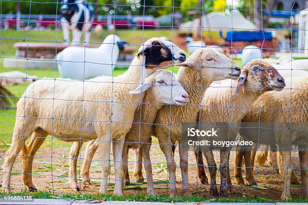 Foto de Fazenda De Ovelhas e mais fotos de stock de 2015 - 2015, Agricultura, Animal