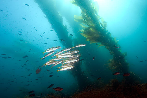 istock Fish sardines at California reef 496884920