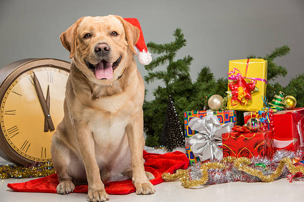 istock Labrador with Santa Hat. New Year's garland 496885490