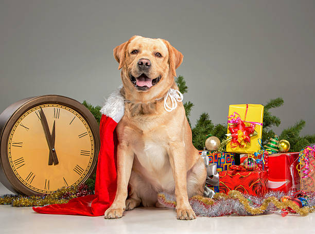 istock Labrador with Santa Hat. New Year's garland and presents 496885504
