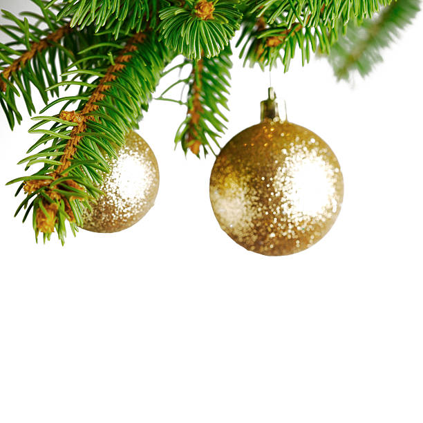 istock Branch of Christmas tree 496885562