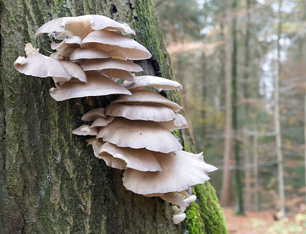 legno di funghi, funghi ostrica (pleurotus ostreatus - mushroom toadstool moss autumn foto e immagini stock