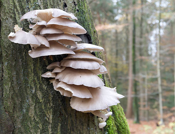 Pleurotus ostreatus (Jacq. ex Fr.) Kummer. Oyster Mushroom, Pleurote en forme d'huître, Oreillette, Mouret, Poule de bois, Austernseitling, Austernpilz, Késõi laskagomba, Gelone, orgella, agarico ostreato, pinnella, Oesterzwam. Cap 6–14cm across, shell-shaped, convex at first then flattening or slightly depressed and often wavy and lobed at the margin or splitting, variable in colour; flesh-brown or deep blue-grey later more grey-brown. Stem 20–30´10–20cm, excentric to lateral, or absent, white with a woolly base. Flesh white. Taste and smell pleasant. Gills decurrent, white at first then with a yellowish tinge. Spore print lilac. Spores subcylindric, 7.5–11 x 3–4um. Habitat often in large clusters on stumps and fallen or standing trunks, usually of deciduous trees, especially beech. Season all year. Common. Edible and good. Distribution, America and Europe (source R. Phillips).