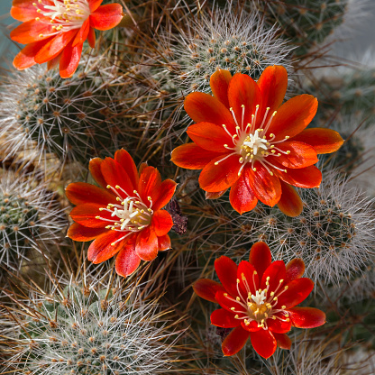 Cactus (Opuntia phaecantha) with three pink blossoms in the evening mood.