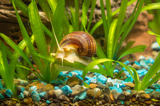 View of the two snails Ampularia a home freshwater aquarium