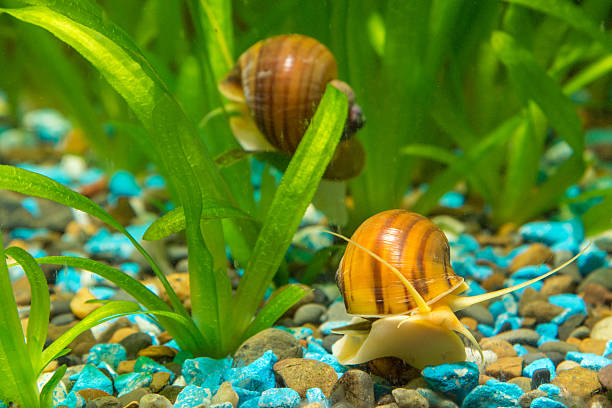 istock Two big snails in the aquarium Ampularia 496888244