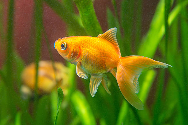 istock goldfish in a tank with dirty water 496888550