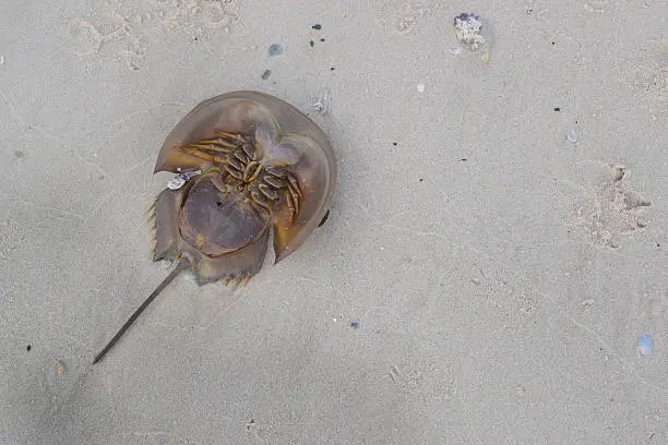 Photo of monster on beach